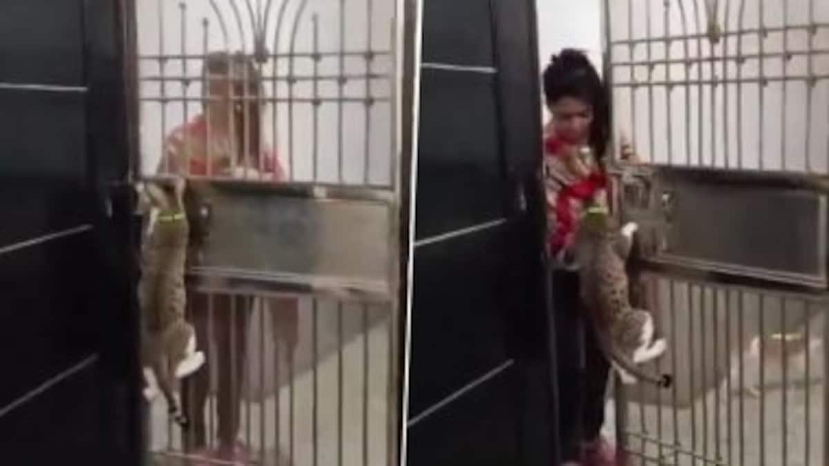 इस घर में बिल्ली खोलती है गेट, कहना भी मानती है, देखें गाजियाबाद का वायरल वीडियो Ghaziabad amazing cat