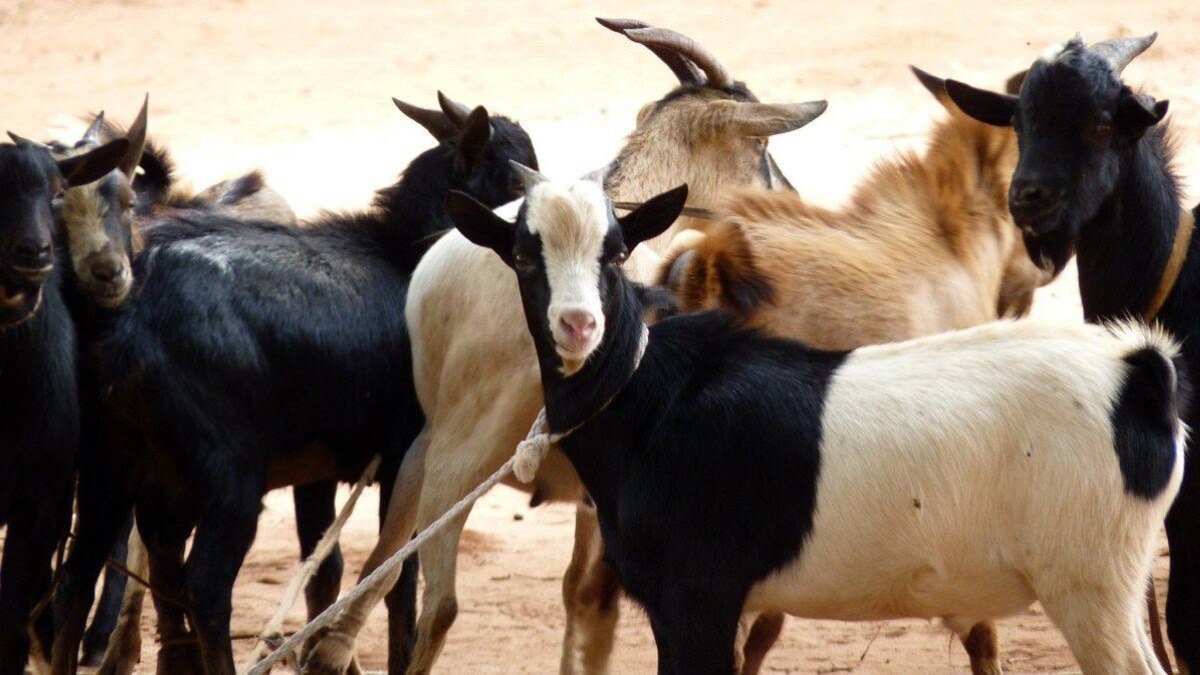 Animal husbandry