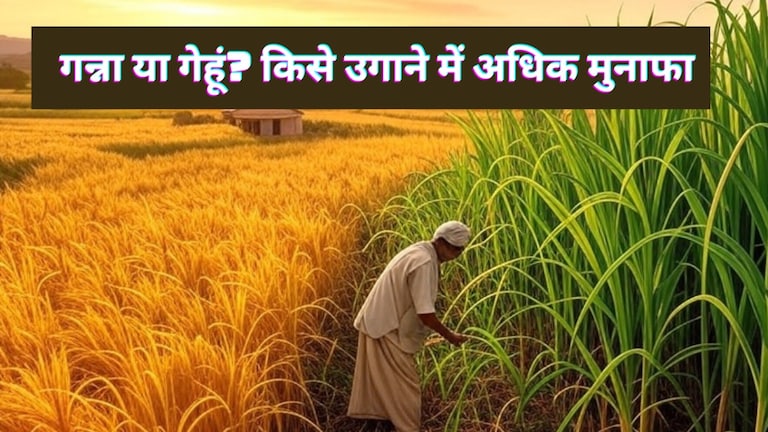 उत्तर प्रदेश में 5 बीघा जमीन पर किसान को गेहूं उगाने में फायदा होगा या गन्ना? आंकड़े चौंका देंगे UP News