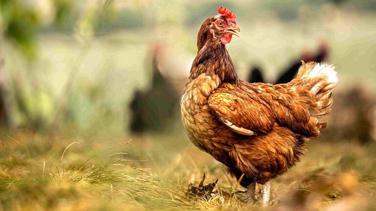 वाराणसी नगर निगम सीमा के भीतर नवरात्रि में नॉनवेज बेचेंगे तो मामला फंसेगा! महापौर ने दिया ये निर्देश UP Tak