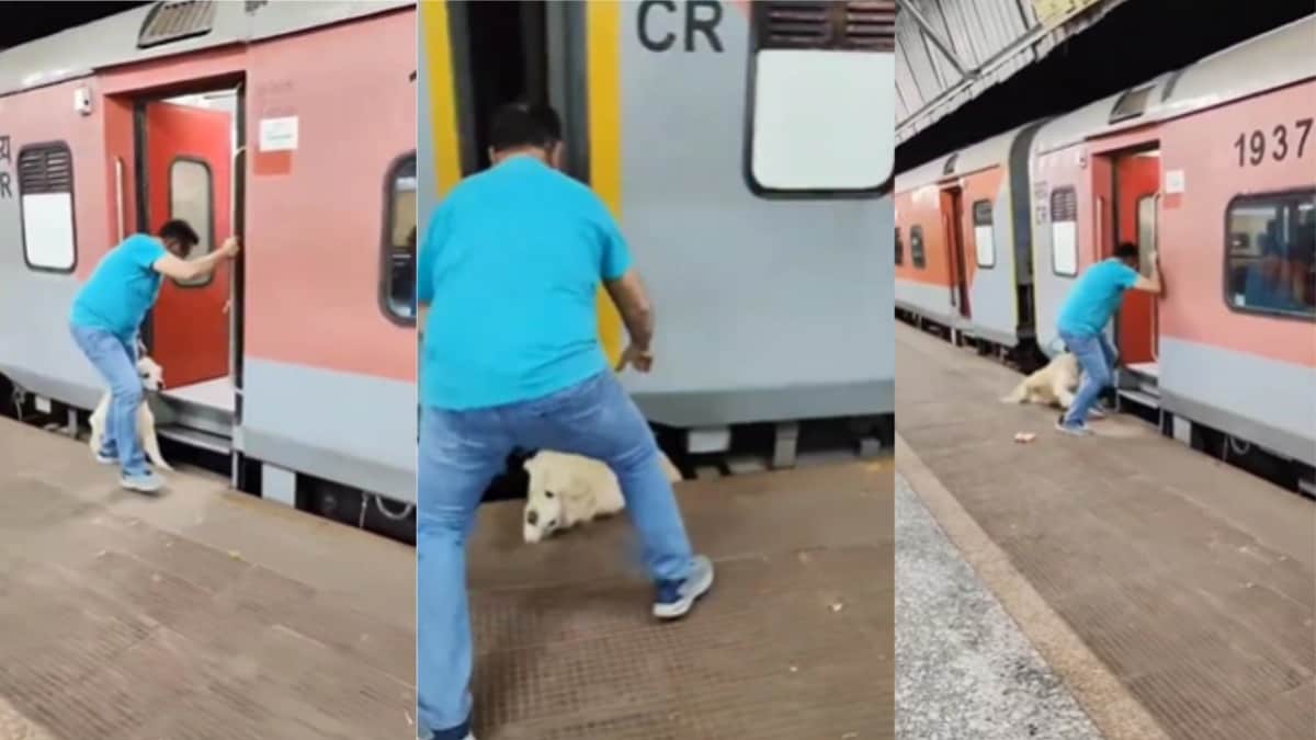 झांसी में पालतू कुत्ते का राजधानी ट्रेन के नीचे आने का जो वीडियो आपने देखा, आगे क्या हुआ उसके साथ? Jhansi, Jhansi News, Jhansi Viral News, Viral Video, Jhansi Viral Video, UP News, UP Viral News, UP Viral Video, jhansi railway station, UP Tak, झांसी, वायरल वीडियो, वायरल न्यूज, यूपी न्यूज, यूपी तक, झांसी न्यूज