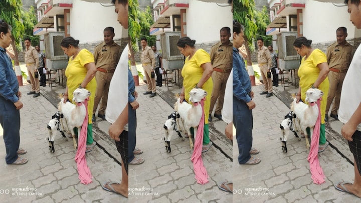 2 रंग का था मेमना, उसे अपना बताने लगी दो बकरियां, फिर कानपुर पुलिस ने गजब तरीके से विवाद सुलझाया Kanpur, Kanpur News, Kanpur Viral News, Kanpur Police, Kanpur Hindi News, UP News, UP Viral News, UP Hindi News, UP Tak, कानपुुर, कानपुुर न्यूज, कानपुुर वायरल न्यूज, कानपुुर पुलिस, यूपी तक, यूपी न्यूज, यूपी वायरल न्यूज