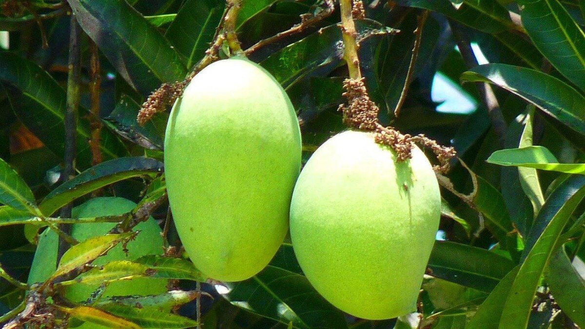 Mango Caterpillar Threat in UP