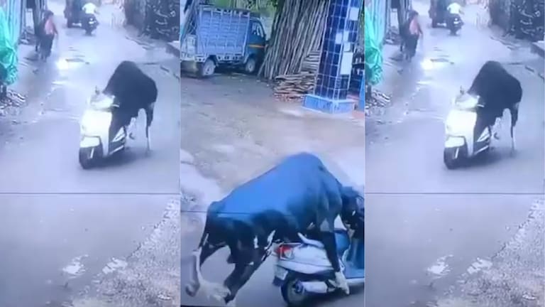 ऋषिकेश में स्कूटी पर चढ़ उसे दौड़ा ले गया सांड! CCTV में कुछ ऐसा रिकोर्ड हुआ जो आपने कभी नहीं देखा होगा rishikesh, rishikesh news, up news, up viral news, up viral video, rishikesh viral video, rishikesh viral news, uttarakhand, uttarakhand news, rishikesh bull on scooty, bull driving scooty, ऋषिकेश