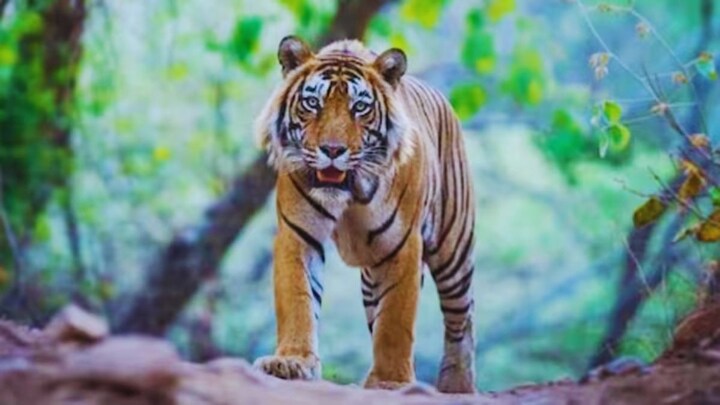 मेरे सामने चाचा को खा गया...पीलीभीत में किसान हंसराम की बाघ ने ले ली जान, बेटा और भतीजा देखते रह गए बाघ के हमले में किसान की मौत