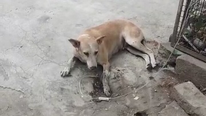 लखनऊ में 10 कुत्तों को खिलाया गया जहर मिला खाना, 5 की हुई मौत, लोगों ने बताया किसने किया ये काम Lucknow Crime News