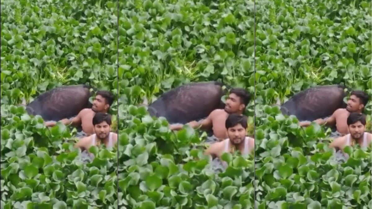 गहरे तालाब में डूब रही थी गाय और वहां खडे़ थे 2 मुस्लिम मोहसिन और मुस्कुरान, बागपत में आगे जो हुआ उसे जान चौंक जाएंगे Baghpat, Baghpat News, Baghpat Viral news, Baghpat viral, Baghpat viral news, up news, up viral news, up viral video, up viral, बागपत, बागपत न्यूज, बागपत वीडियो, बागपत वायरल न्यूज, यूपी न्यूज, यूपी वायरल वीडियो
