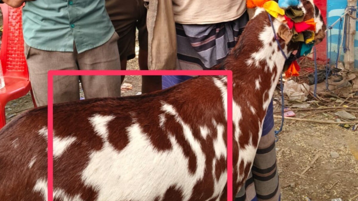 वाराणसी पहुंचा 500000 रुपये का स्पेशल बकरा कल्लू, उसके ऊपर जन्म से लिखा है 'अल्लाह', कौन है इसका मालिक? Goat Kallu