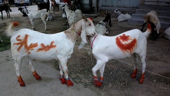 बकरीद से पहले बागपत के रावण उर्फ बड़ागांव में हुआ ऐलान- 'गांव में कुर्बानी नहीं होगी, चाहे जो हो जाए', किसने कही ये बात? Bakrid 2025