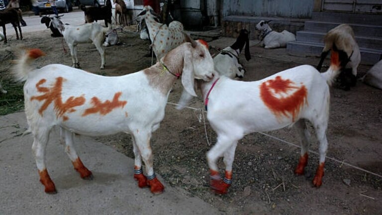 बकरीद से पहले बागपत के रावण उर्फ बड़ागांव में हुआ ऐलान- 'गांव में कुर्बानी नहीं होगी, चाहे जो हो जाए', किसने कही ये बात? Bakrid 2025