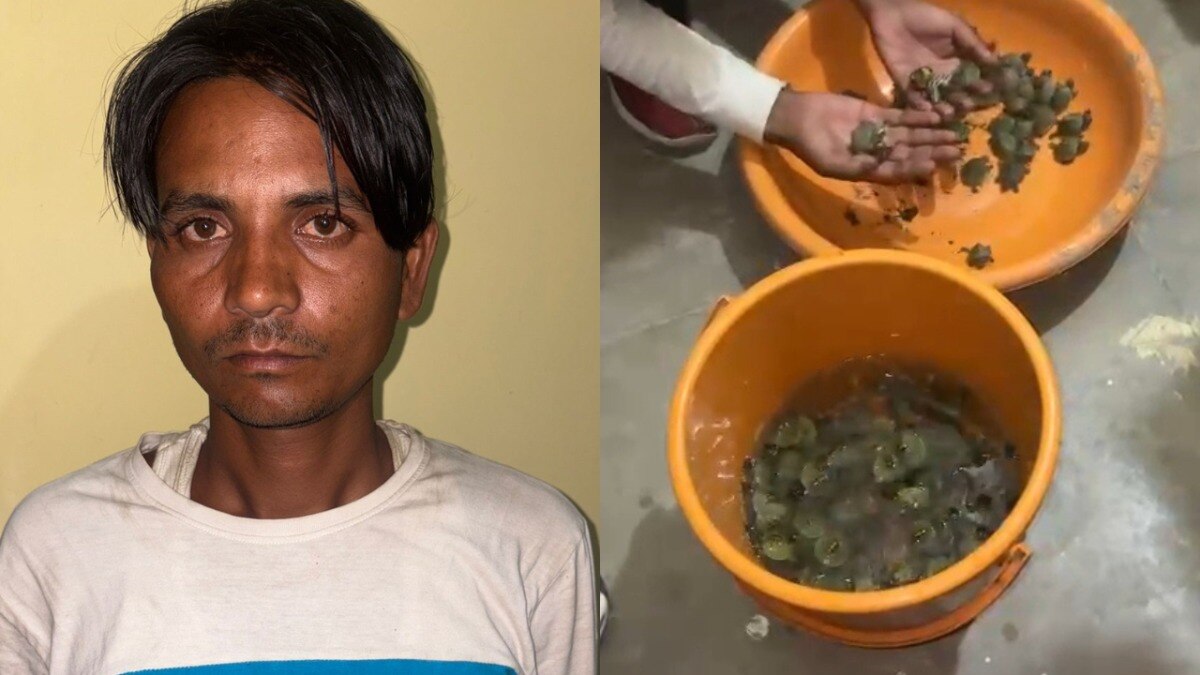 लखनऊ में 102 कछुओं के साथ क्या कर रहा था पिंकू? जब पकड़ा गया तो सामने आई ये कहानी Lucknow Crime News