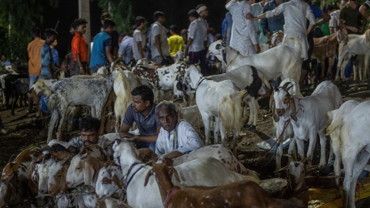 बकरीद पर लखनऊ के कुर्बानी बाजार से बिके 450 करोड़ रुपये के बकरे! जानें इस आंकड़े का पूरा गणित Lucknow Bakrid 2025