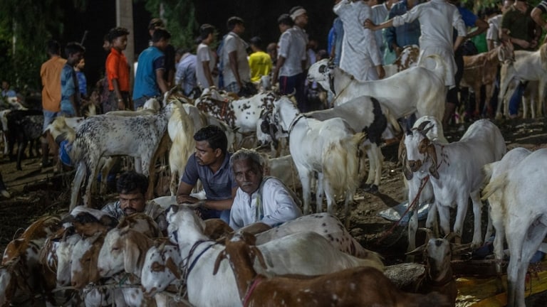 बकरीद पर लखनऊ के कुर्बानी बाजार से बिके 450 करोड़ रुपये के बकरे! जानें इस आंकड़े का पूरा गणित Lucknow Bakrid 2025