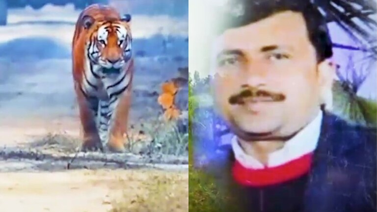 पीलीभीत में एक महीने में 5 लोगों को बाघ ने मौत के घाट उतारा, गन्ने के खेत में मुकेश का हुआ था ये हाल Pilibhit Tiger Attack