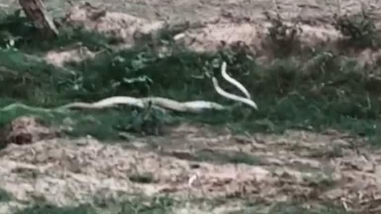 आगरा में खेत में मिलन कर रहा था सांपों का जोड़ा, फिर हरिसिंह, प्रमोद और बबलू ने इंसानियत की शर्मसार Agra News