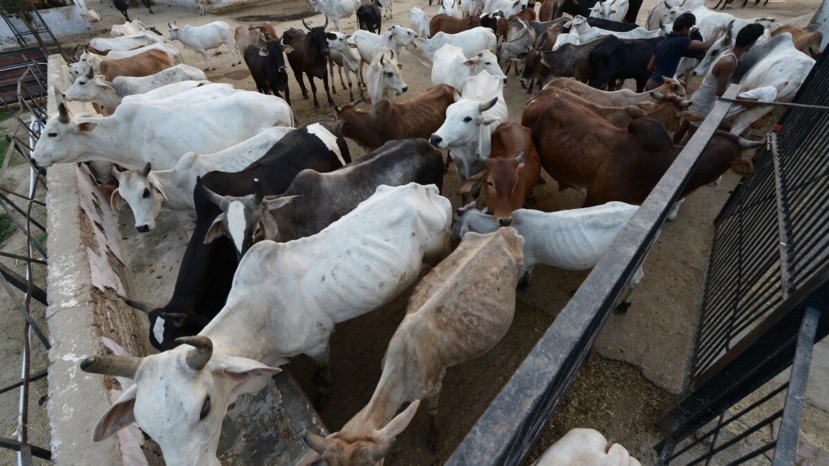 rural families can adopt 4 cows and get support to build sheds and biogas units