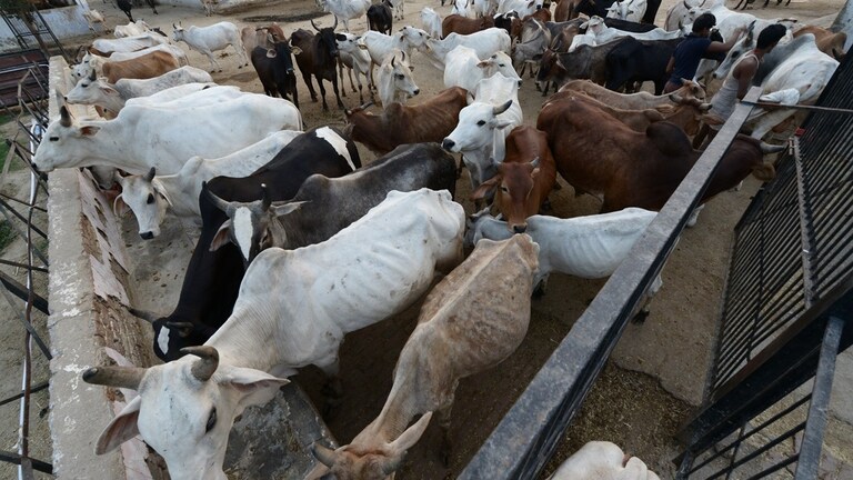 4 गाय गोद लेने पर शेल्टर और बायोगैस यूनिट बनाने का मिलेगा पैसा! घर बैठे कमाई करने की कमाल की योजना rural families can adopt 4 cows and get support to build sheds and biogas units
