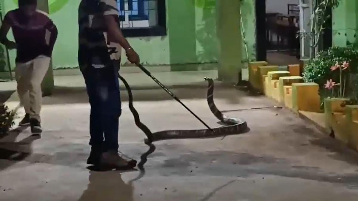 मॉनसून के बीच आगरा में सांपों का आतंक, स्पेक्टेक्ल्ड कोबरा समेत इन प्रजाति के 100+ सांप पकड़े गए Snake Rescue