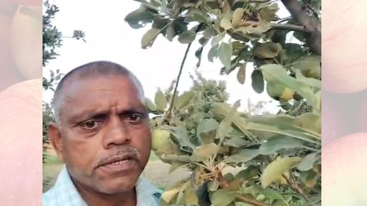 किसान घनश्याम यादव ने गजब कर दिया, संत कबीर नगर के अपने खेतों में सेब के बगीचे ही लगा दिए! जानिए कैसे UP Tak