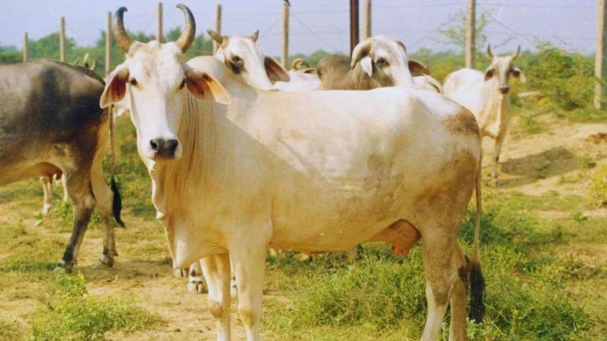 यूपी में अब गाय पालना होगा आसान... सरकार दे रही 80000 रुपये तक की मदद, ऐसे उठाएं योजना का लाभ Mukhyamantri Svadeshi Gau Samvardhan Yojana,