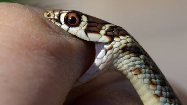 anti-venom injection option