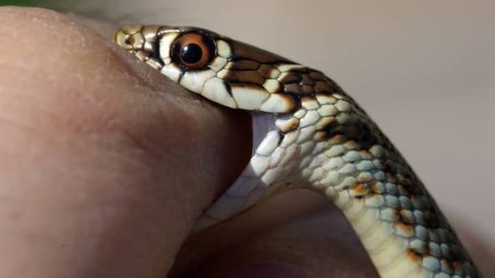 यूपी में अगर आपको सांप काट ले तो इन जगहों पर तुरंत मिलेगा एंटी वेनम anti-venom injection option