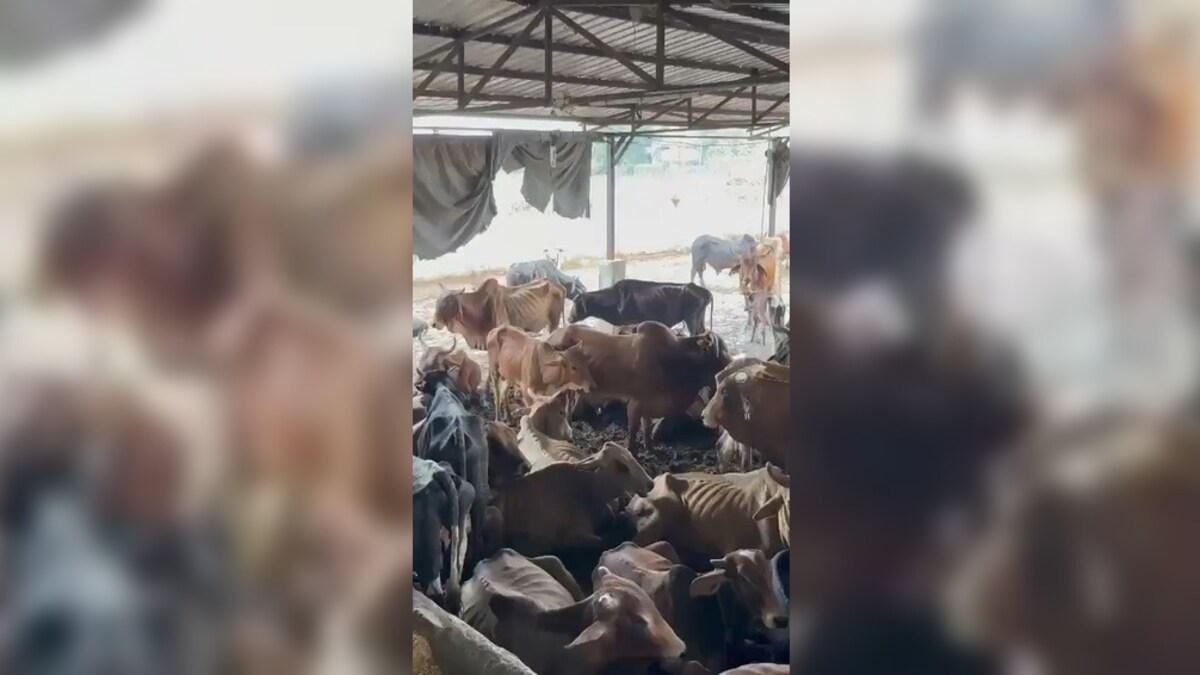 मेरठ के कान्हा गौशाला में गायों का तरस खाने वाली हाल में वीडियो आया था सामने, अब अरेस्ट हुए पूर्व नगर स्वास्थ्य अधिकारी Viral video screenshot.