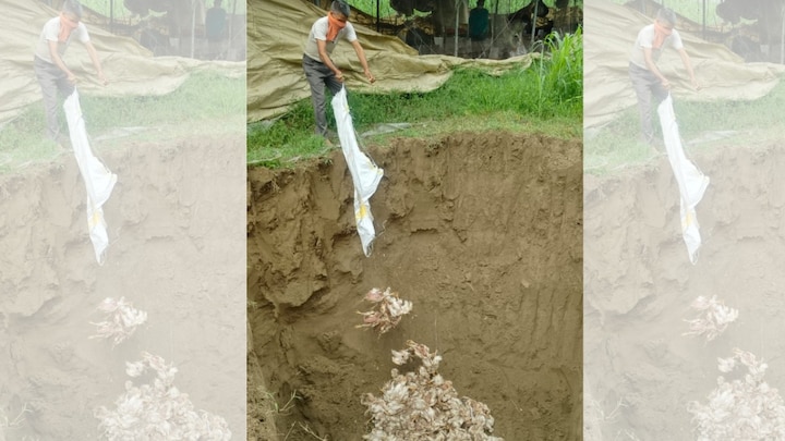 15000 मुर्गे-मुर्गियां मरे, यूपी के रामपुर में फैल गया बर्ड फ्लू... DM जोगेंद्र सिंह ने 21 दिनों के लिए दिया ये आदेश Bird flu in Rampur