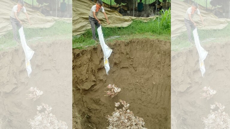 15000 मुर्गे-मुर्गियां मरे, यूपी के रामपुर में फैल गया बर्ड फ्लू... DM जोगेंद्र सिंह ने 21 दिनों के लिए दिया ये आदेश Bird flu in Rampur