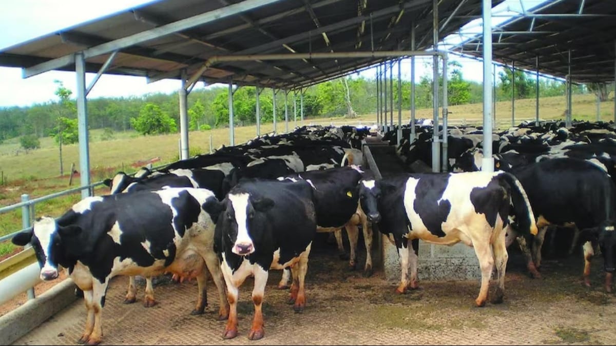 पतंजलि के साथ मिलकर यूपी के गौपालक कर सकेंगे कमाई, 50% कमिशन वाली स्कीम पर बात आगे बढ़ी UP Tak