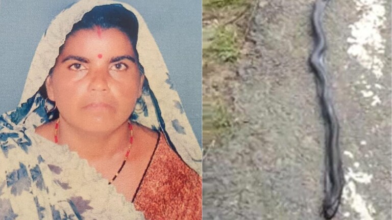 40 साल की प्रीति यादव को झांसी में नाग नागिन के जोड़े ने काटा, दावा - दोनों सांपों ने लिपट कर प्राण छोड़े! UP Tak
