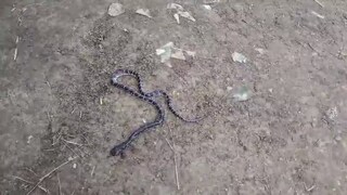 8 साल का शुभम और 12 की शिवानी छत पर सोए थे मां के साथ, जहरीला करैत सांप आया और डंस गया फिर मचा हाहाकार UP Tak