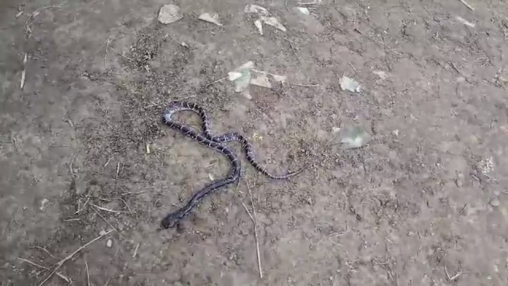 8 साल का शुभम और 12 की शिवानी छत पर सोए थे मां के साथ, जहरीला करैत सांप आया और डंस गया फिर मचा हाहाकार Balrampur News