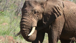 मिर्जापुर के नरेंद्र शुक्ला की हथिनी ही चोरी हो गई! गजब का केस आया सामने UP Tak