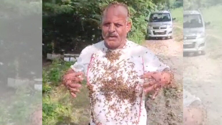 राजेंद्र कुमार के शरीर पर चिपकीं हजारों मधुमक्खियां पर एक ने भी नहीं काटा! बुलंदशहर का ये गजब मामला देखिए UP Tak