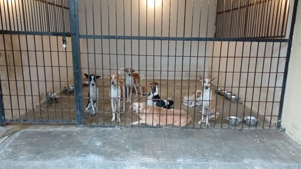 कुत्तों के काटने को लेकर नए नियम