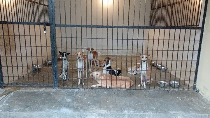 प्रयागराज में कुत्ते ने दो बार काटा तो उसे मिलेगी उम्रकैद की सजा, डॉग बाइट को लेकर जान लें ये नया नियम कुत्तों के काटने को लेकर नए नियम