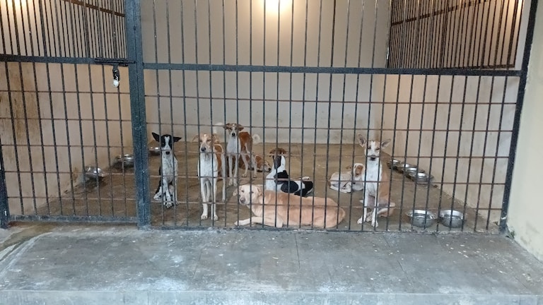 प्रयागराज में कुत्ते ने दो बार काटा तो उसे मिलेगी उम्रकैद की सजा, डॉग बाइट को लेकर जान लें ये नया नियम कुत्तों के काटने को लेकर नए नियम