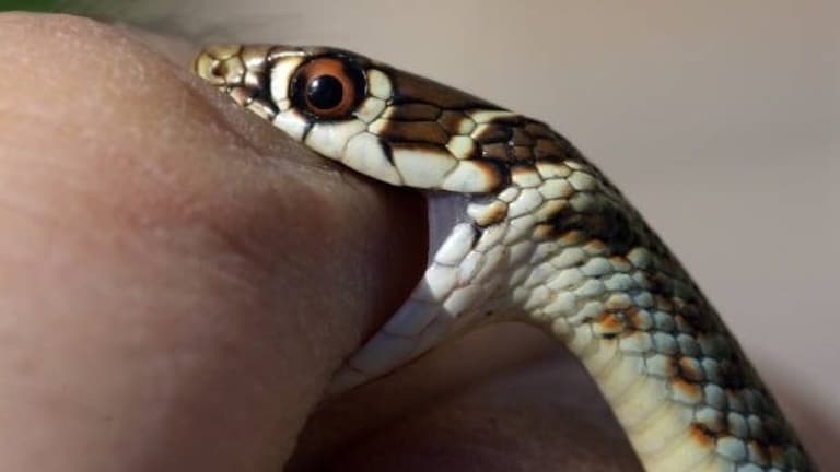 कानपुर में रेशमा को कमरे में बंद कर सांप से डंसवाया! फिर उसकी चीखों पर हंसते रहे ससुराल वाले Kanpur News