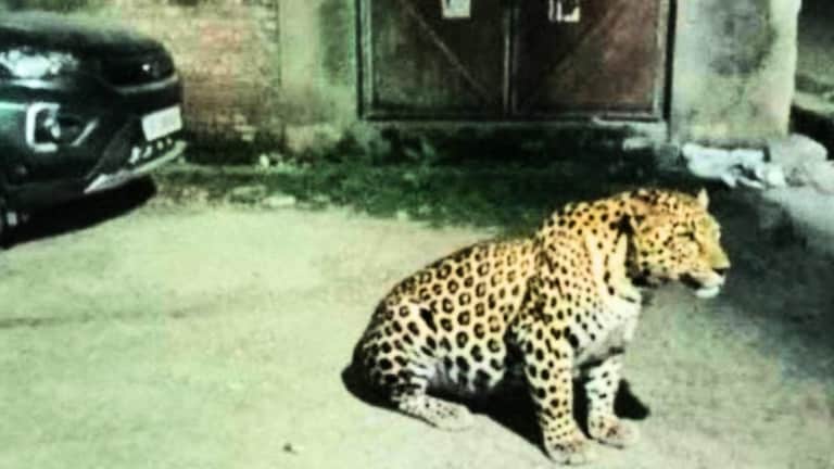 लखनऊ के इन इलाकों में घूम रहा तेंदुआ या फिशिंग कैट? आखिरी बार यहां देखा गया Lucknow News