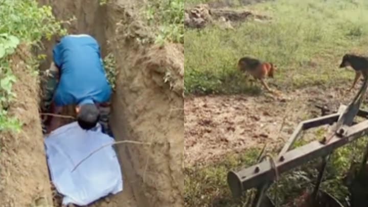 मिर्जापुर में राणा सिंह के जर्मन शेफर्ड ‘बादल’ ने खुद की जान देकर परिवार को बचा लिया, कोबरा के साथ क्या खूब लड़ा! Mirzapur, Mirzapur news, Mirzapur viral news, up news, मिर्जापुर, मिर्जापुर न्यूज, मिर्जापुर वायरल न्यूज, कोबरा, डॉगी, यूपी न्यूज