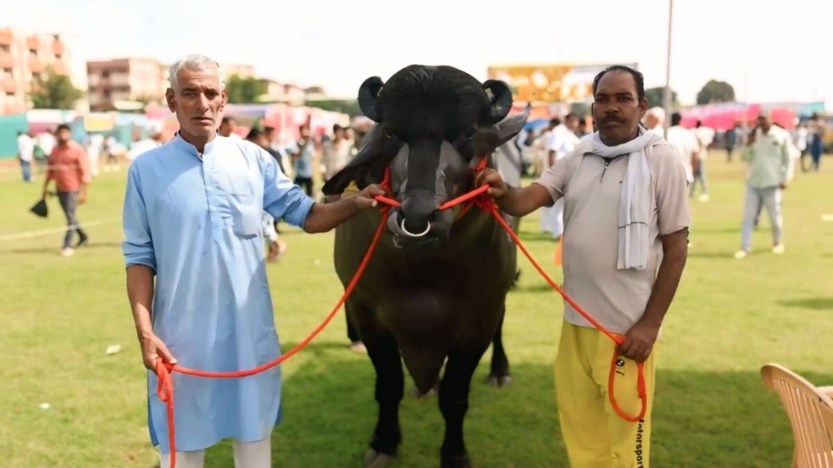 भैंसा 'विधायक' की तस्वीर