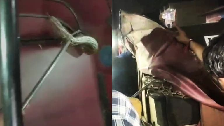 ऑटो में बैठकर जा रहे थे लोग तभी पीछे की सीट से निकल आया अजगर! फिर तो गजब ही हो गया UP Tak