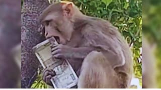 प्रयागराज में रजिस्ट्री कराने गए युवक की बंदर ने पार कर ली 500-500 की गड्डी, फिर पेड़ पर चढ़कर कर दी नोटों की बारिश UP Tak
