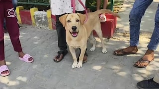 एक कुत्ता, दो मालिक और थाने में बच्चों का रोना... हमीरपुर में लेब्राडोर डॉग पर कब्जे को लेकर हुए विवाद की ये है पूरी कहानी UP Tak