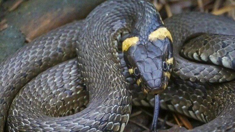 सहारनपुर में इमाम हाफिज और उनके बेटे को सोते हुए जहरीले सांप ने डसा, सुबह इस हाल में मिले दोनों saharanpur news