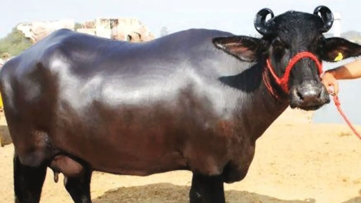 conflict due to buffalo ate straw