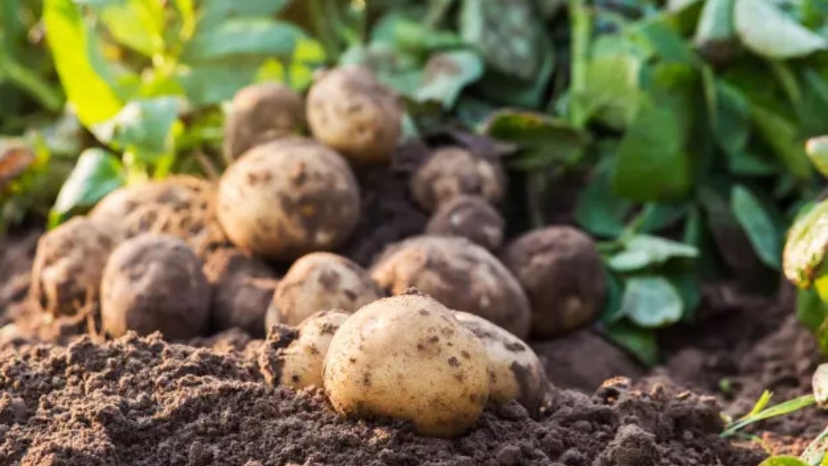 एक एकड़ में 200 क्विंटल आलू... इस छोटे ट्रैक्टर से बुआई करने पर कैसे होगा चमत्कार, यूपी के किसान रामशरण वर्मा ने बताया