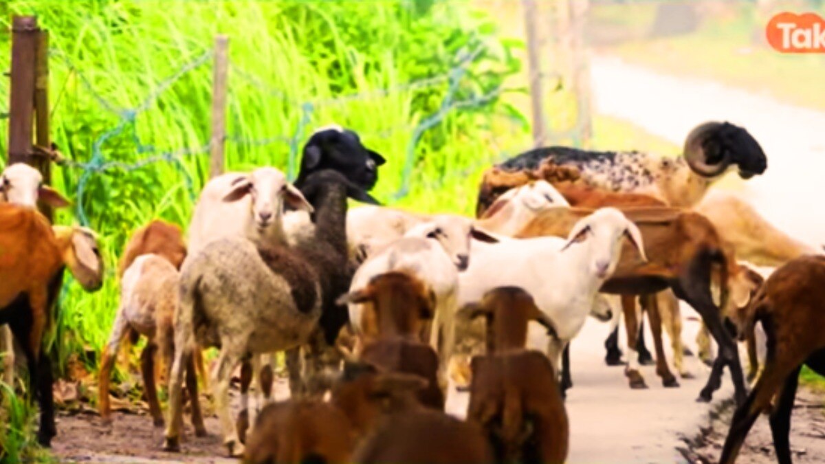 UP Goat Farming Scheme, Goat Farming Loan, UP Government Scheme, Government Scheme, बकरी पालन, यूपी सरकार की बकरी पालन योजना, यूपी बकरी पालन योजना 2025, यूपी सरकार की योजनाएं, सरकारी योजनाएं