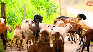 1 करोड़ भी मिलेगा और 50% सब्सिडी भी, बस आपको पालनी होगी बकरी, यूपी सरकार की ये योजना कमाल भी है और मुनाफे वाली भी UP Goat Farming Scheme, Goat Farming Loan, UP Government Scheme, Government Scheme, बकरी पालन, यूपी सरकार की बकरी पालन योजना, यूपी बकरी पालन योजना 2025, यूपी सरकार की योजनाएं, सरकारी योजनाएं